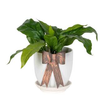 /assets/alt_1/AG-30955.jpg?20250828082533