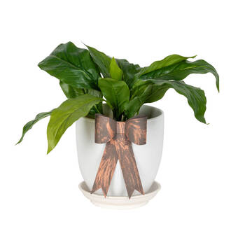 /assets/alt_1/AG-30955_6PK.jpg?20250827161518