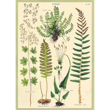 /assets/alt_1/C-WRAP-FERN_6PK.jpg?20240913163203