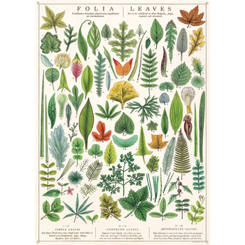 /assets/alt_1/C-WRAP-FOLIA_6PK.jpg?20240913163818
