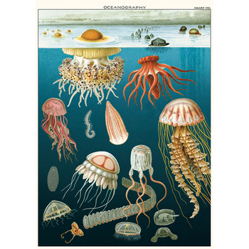 /assets/alt_1/C-WRAP-JELLY_6PK.jpg?20240913163302