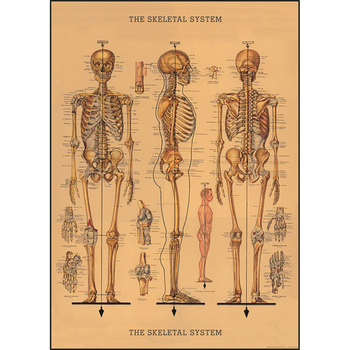 /assets/alt_1/C-WRAP-SKL_3PK.jpg?20240913163559