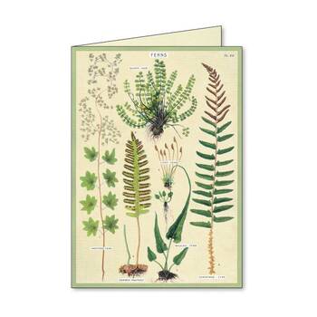 /assets/alt_1/CHW-C-NC-FERN.jpg?20260720103008