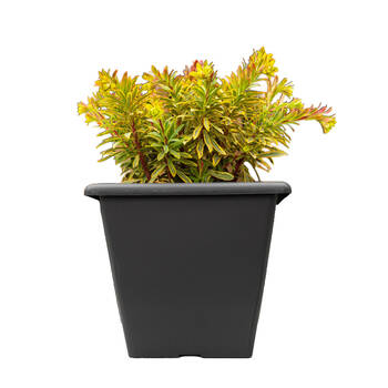/assets/alt_1/CHW-NO2567-ANT_8PK.jpg?20260519100236