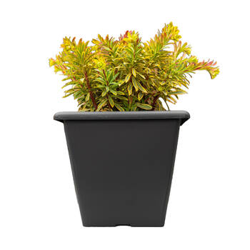 /assets/alt_1/CHW-NO2568-ANT_3PK.jpg?20260519100240