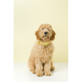 /assets/alt_1/COBLYL.jpg?20230613144833