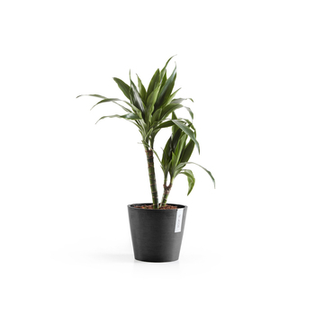 /assets/alt_1/ECO2286DG.jpg?20240416130202
