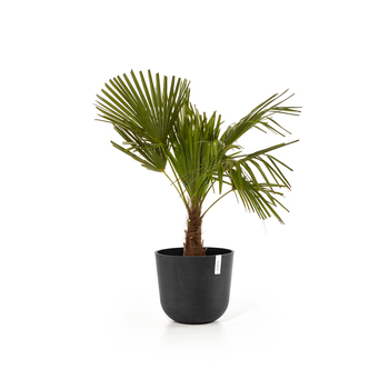 /assets/alt_1/ECO2302DG.jpg?20240416130233