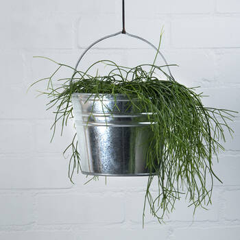 /assets/alt_1/OZ72.jpg?20250716102023