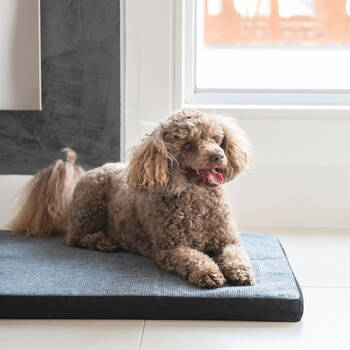 /assets/alt_1/SPGMATCARP3.jpg?20251125131648