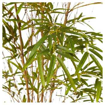 /assets/alt_1/TP.011.GN.jpg?20231222100543