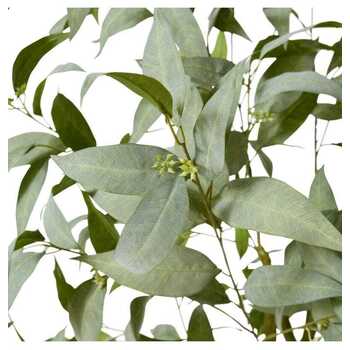 /assets/alt_1/TP.062.GYGN.jpg?20231222100244