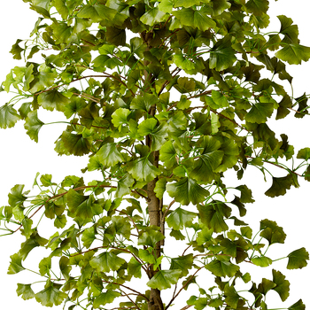 /assets/alt_1/TP.165.GN.jpg?20240523153738