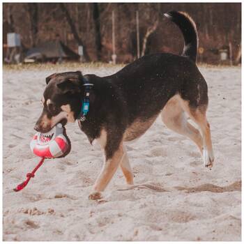 /assets/alt_1/XMMSSFSH.jpg?20251219104924