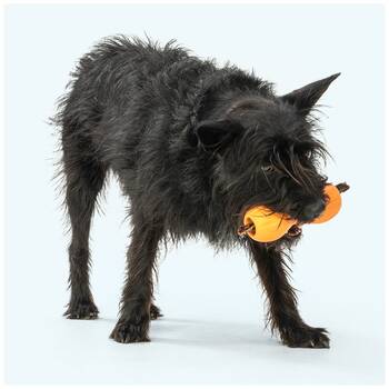 /assets/alt_1/XWPQWITNGSM.jpg?20251223170122