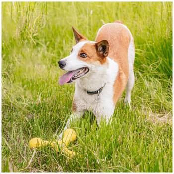 /assets/alt_1/XWPSKAHPK.jpg?20251223170203