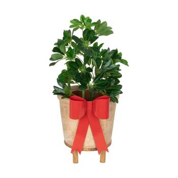 /assets/alt_2/CHW-30993_2PK.jpg?20260218120221