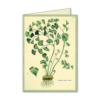 /assets/alt_2/CHW-C-NC-FERN.jpg?20260720103009