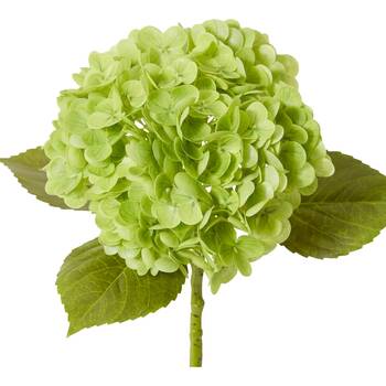 /assets/alt_2/CHW-FS.091.DKGN_4PK.jpg?20260723110635