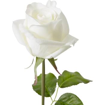 /assets/alt_2/CHW-FS.134.WH_12PK.jpg?20260723105114