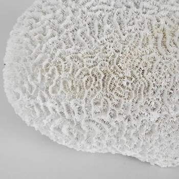 /assets/alt_2/DA855.jpg?20251014105212