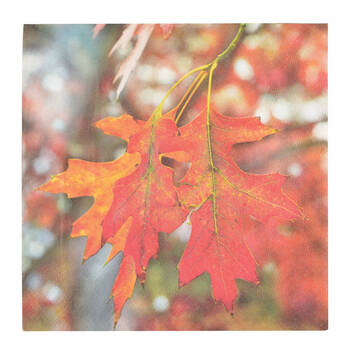 /assets/alt_2/TP214_6PK.jpg?20250715141604