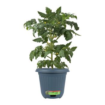 /assets/alt_2/WSTRND400.BL_3PK.jpg?20260324140333