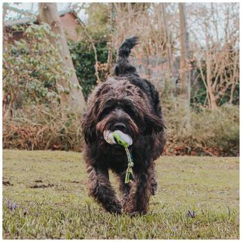 /assets/alt_2/XMMSSWSH_2PK.jpg?20251219105017