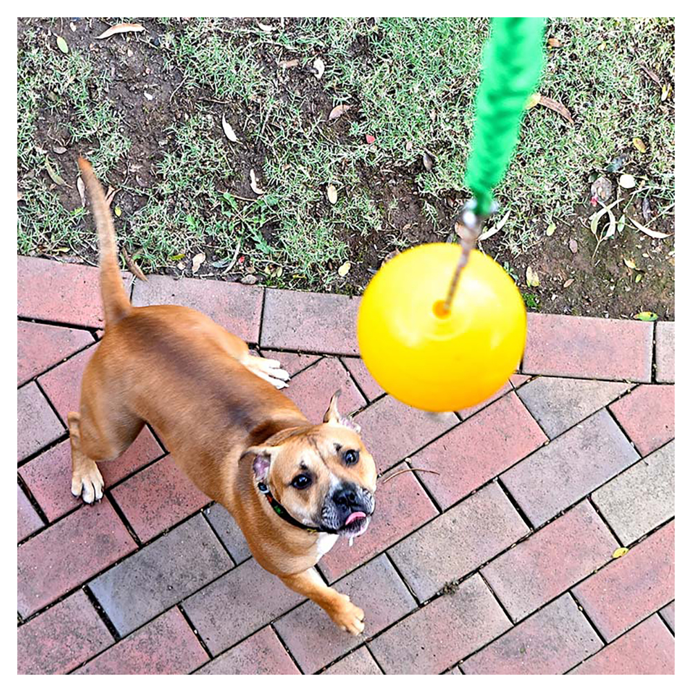 Aussie Dog Home Alone Pet Interactive 1030kg Dog Toy Ball Food