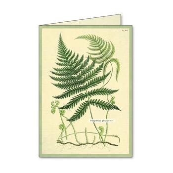/assets/alt_3/CHW-C-NC-FERN.jpg?20260720103009