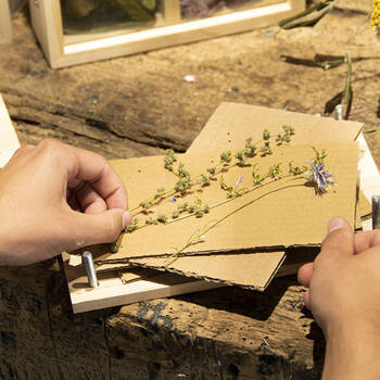 /assets/alt_3/FH006_2PK.jpg?20250709171607