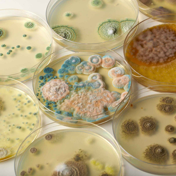 /assets/alt_3/HJ-4205.jpg?20240718134834