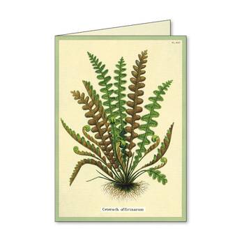 /assets/alt_4/CHW-C-NC-FERN.jpg?20260720103009
