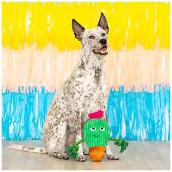 /assets/alt_4/XFSCAC.jpg?20251219104911