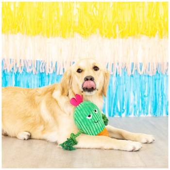 /assets/alt_4/XFSCAC_2PK.jpg?20251219104539