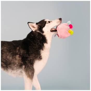 /assets/alt_4/XFSCRO_2PK.jpg?20251219104600