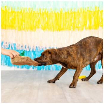 /assets/alt_4/XFSHSFIES_2PK.jpg?20251219104936