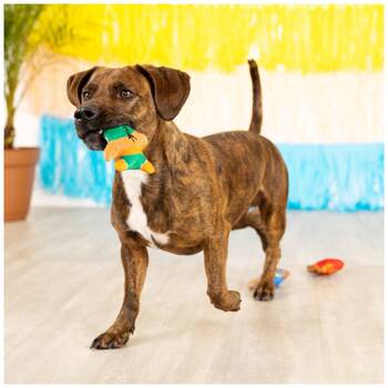 /assets/alt_4/XFSMW3_2PK.jpg?20251219104639