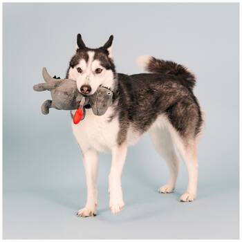 /assets/alt_4/XFSREXXL_2PK.jpg?20251219104801