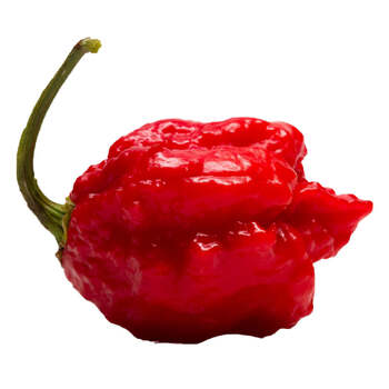 /assets/alt_6/MG-2066_2PK.jpg?20240718141654