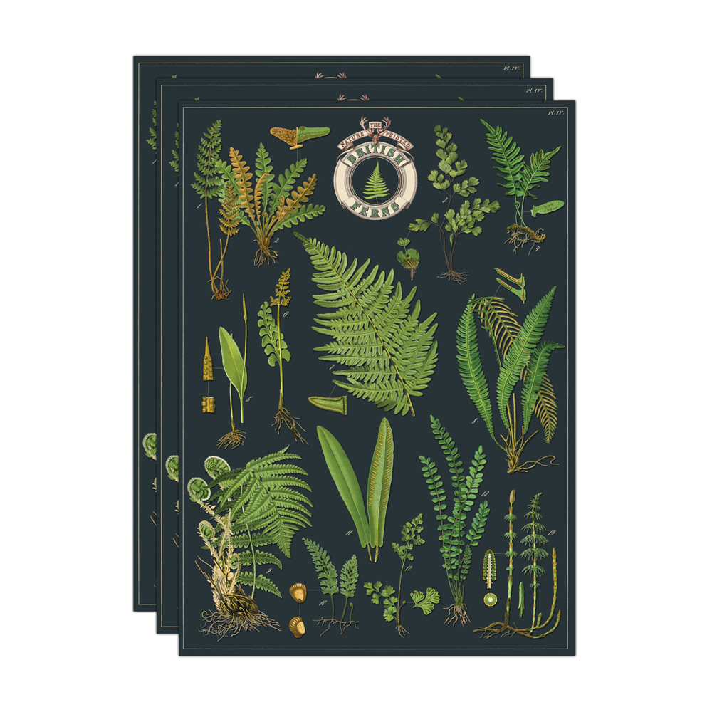 /assets/full/C-WRAP-FERN2_3PK.jpg?20240913153116