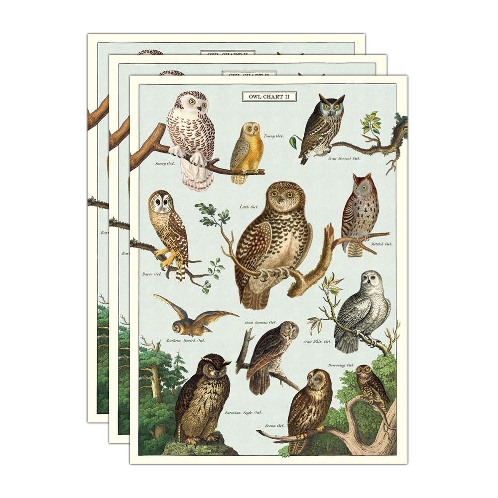 /assets/full/C-WRAP-OWLCHT_3PK.jpg?20240913153104