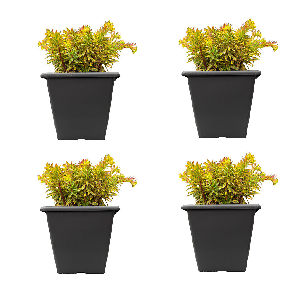 /assets/full/CHW-NO2567-ANT_4PK.jpg?20260519100235