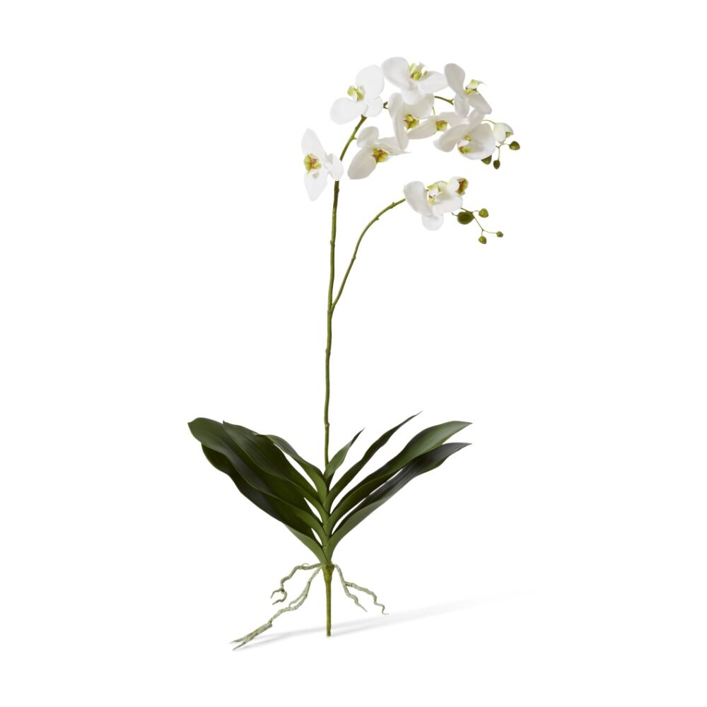 /assets/full/CHW-PLP.005.WH.jpg?20260728101735