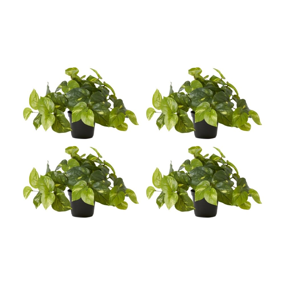 /assets/full/CHW-PP.052.VE_4PK.jpg?20260728101824