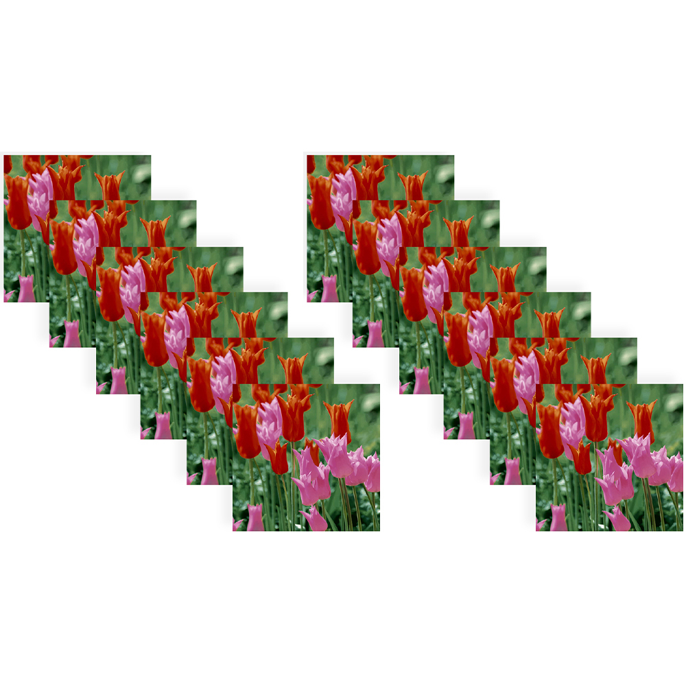 /assets/full/L201065_12PK.jpg?20240926133048