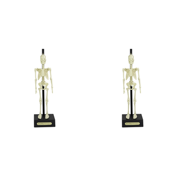 32pc Funtime 30cm Anatomical Skeleton Educational  3y+