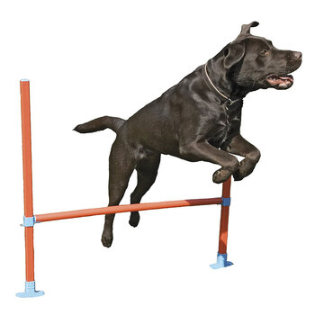 Rosewood Dog Agility Hurdle