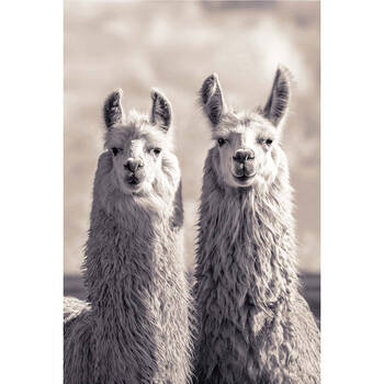 Impact Merch Llamas Animal Poster 91.5x60cm Wall Art Decor