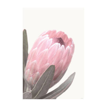 Impact Merch Pale Pink Protea